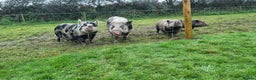 Pig livestock for sale: Minature Pigs (7/8 Juliana) - Advert 16