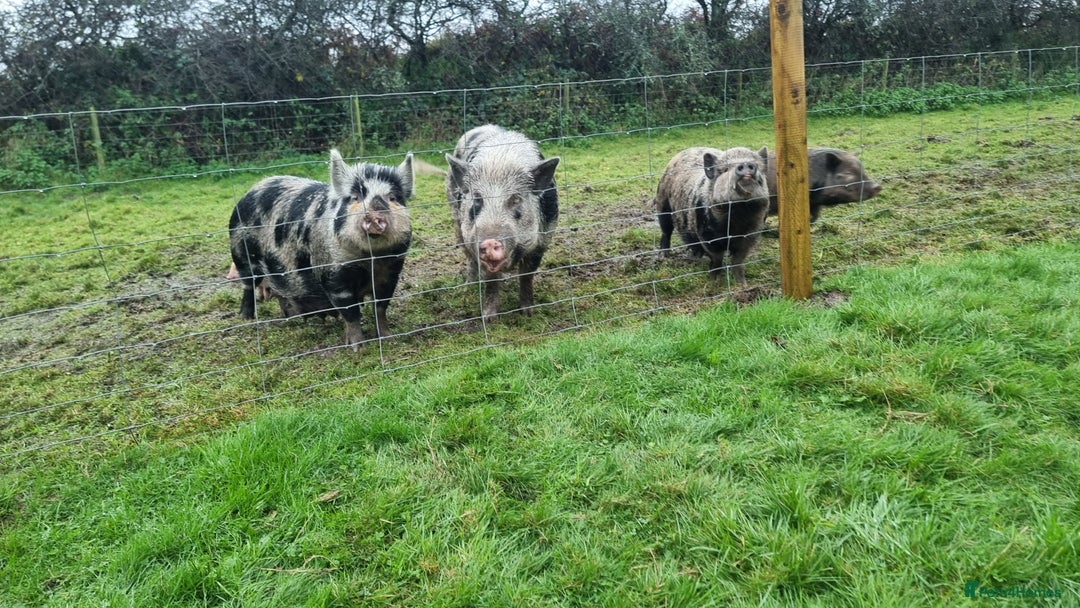Pig livestock for sale: Minature Pigs (7/8 Juliana) - Advert 16