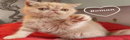 Persian cats for sale: Gccf Persian exotic short hair ( Chunky boys ) - Advert 13