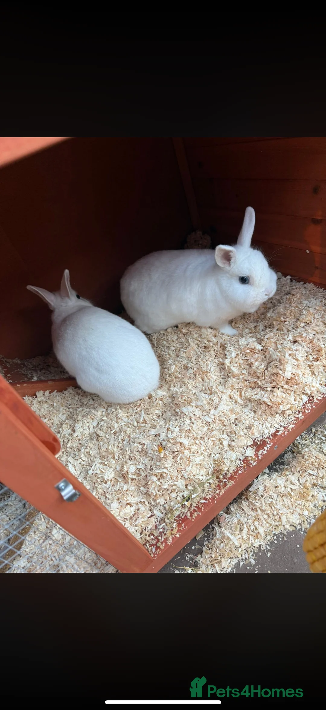 Mixed Breed rabbits for sale: Two sister rabbit  - Advert 3