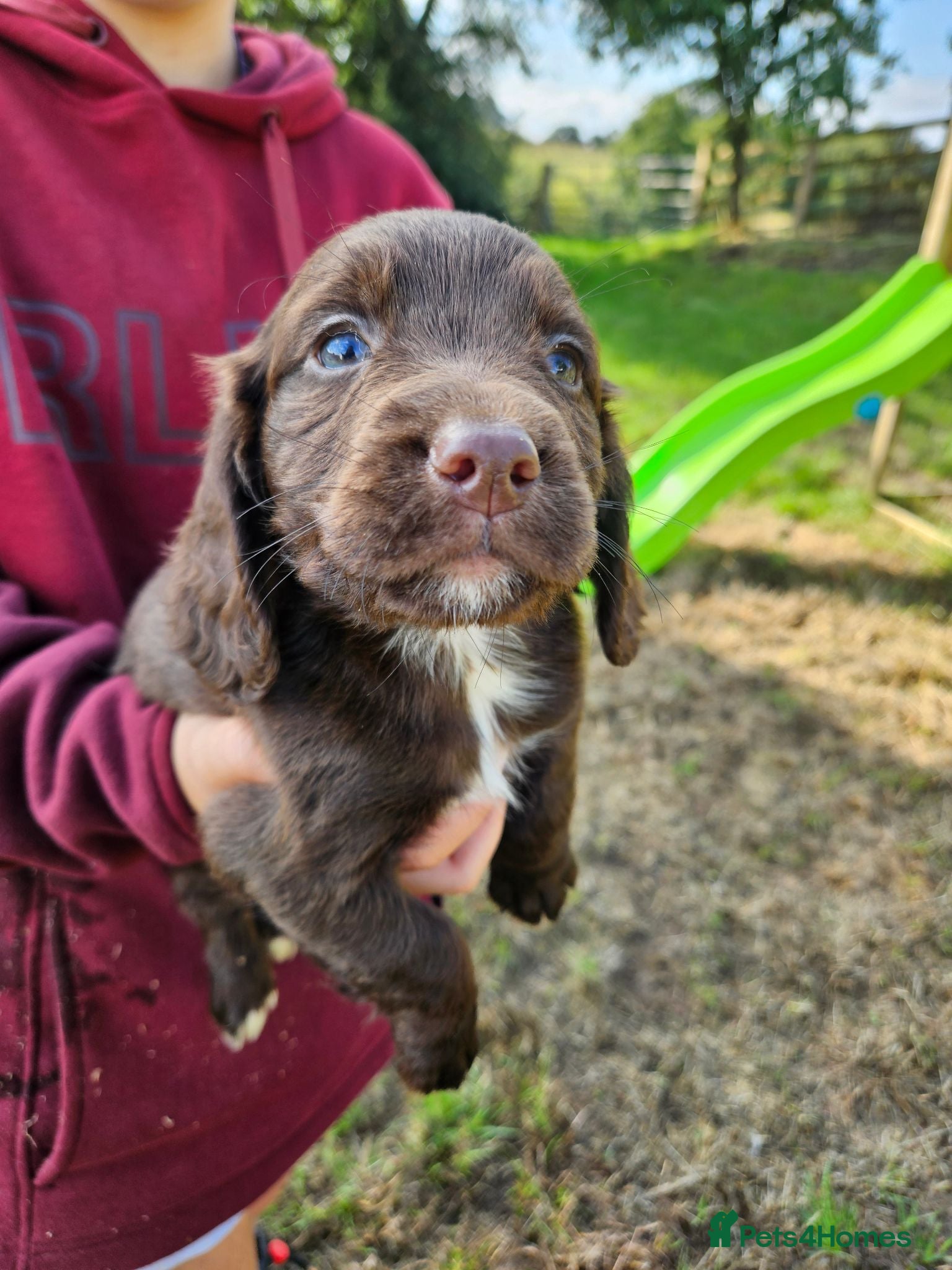 Cocker Spaniel dogs Extremely well bred cocker spaniel puppies - Advert 1