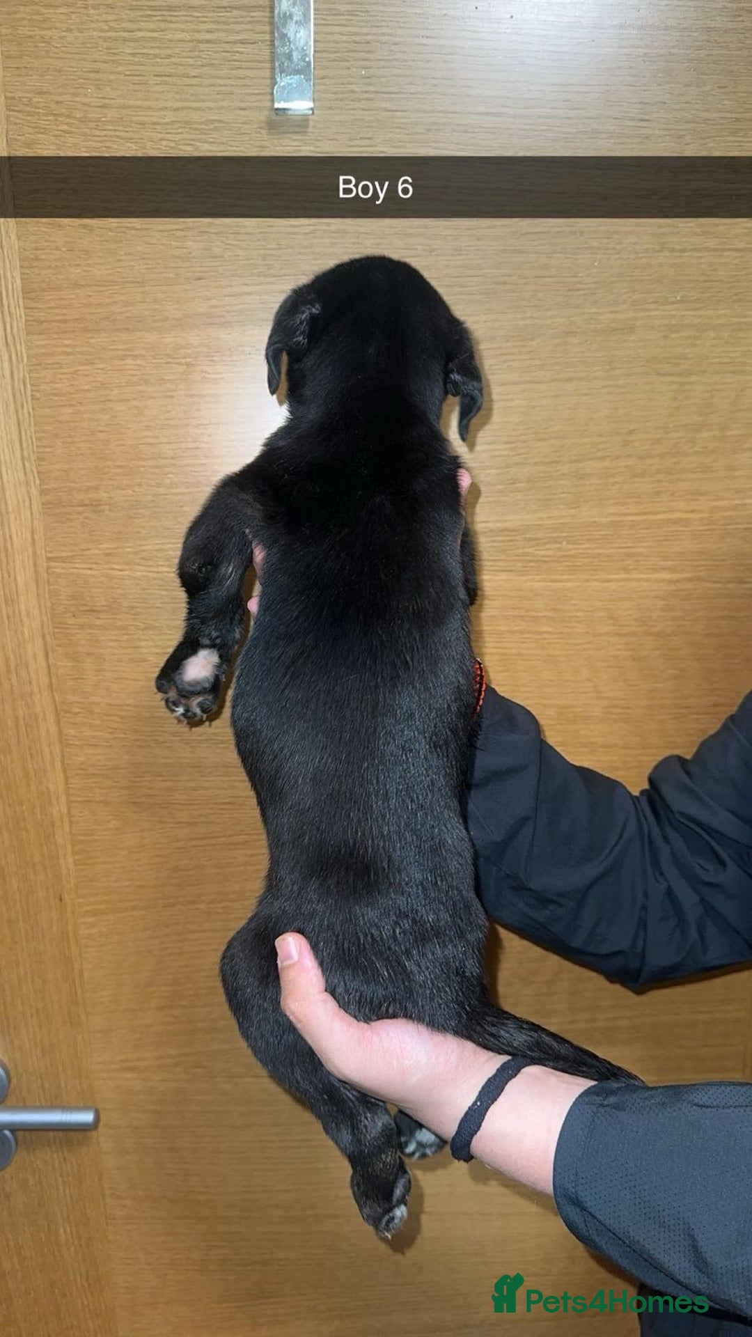Mixed Breed dogs for sale: Puppies for sale  - Image 19