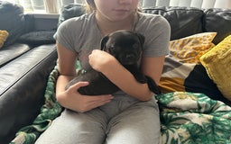 Staffordshire Bull Terrier dogs for sale: Gorgeous black brindle Staffy pups KC - Image 17
