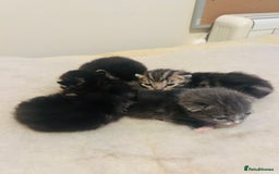 Mixed Breed cats for sale: X3 Gorgeous Kittens. GREY GONE!  - Image 2