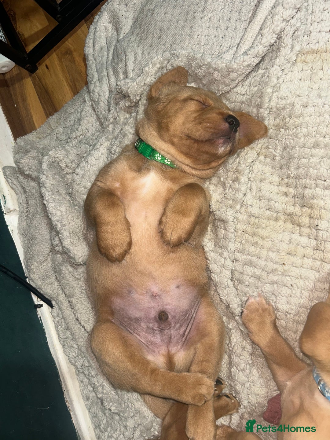 Labrador Retriever dogs for sale: 5 Pedigree KC Reg Fox Red Labs ready NYE  - Advert 4