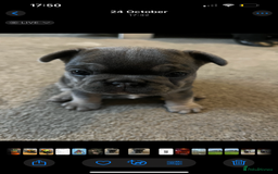 French Bulldog dogs for sale: Beautiful French bulldogs 🐶   - Image 17