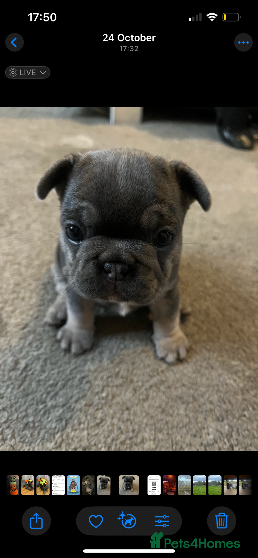 French Bulldog dogs for sale: Beautiful French bulldogs 🐶   - Image 17