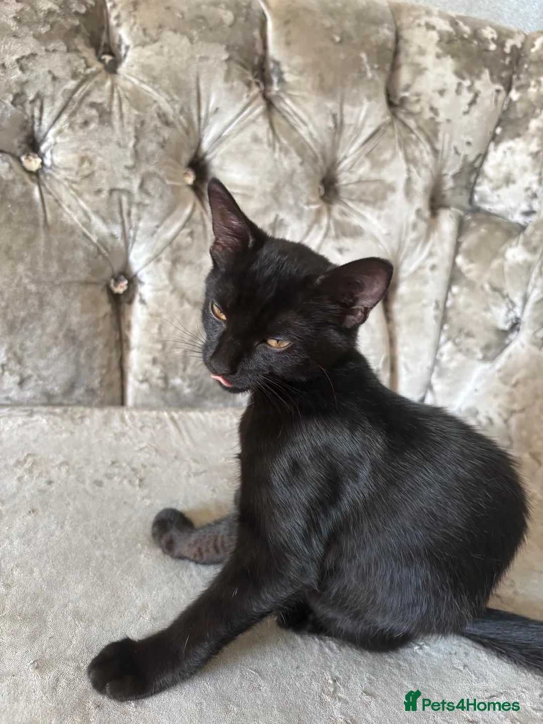 Mixed Breed cats for sale: Queen has had ghost kittens  - Advert 2