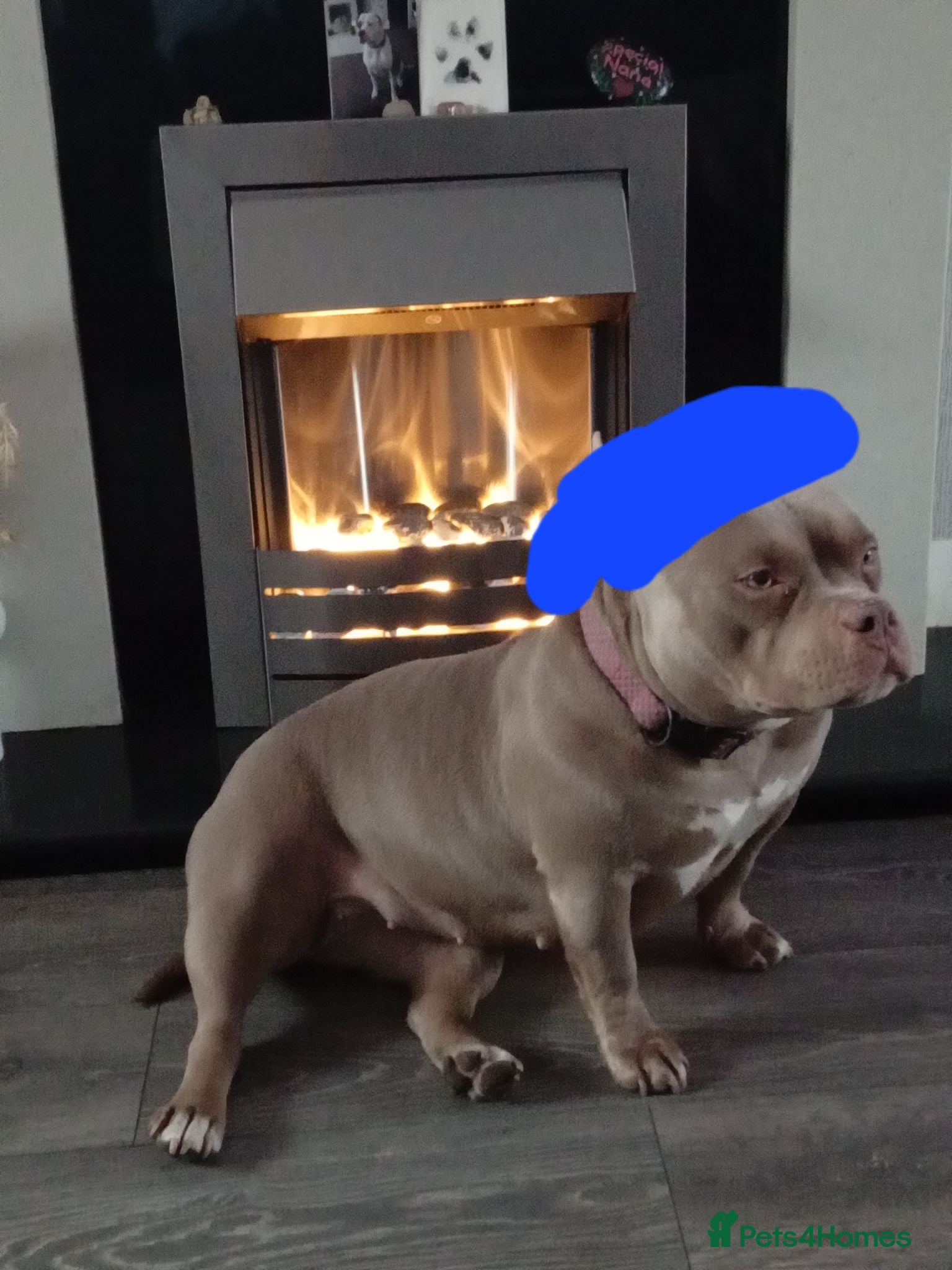 American Bully dogs American pocket bully pups - Advert 1