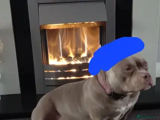 American Bully dogs American pocket bully pups - Advert 2