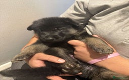German Shepherd dogs for sale: German shepherd puppies  - Image 24