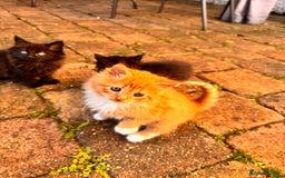 Mixed Breed cats for sale: two boys and a girl - Image 7