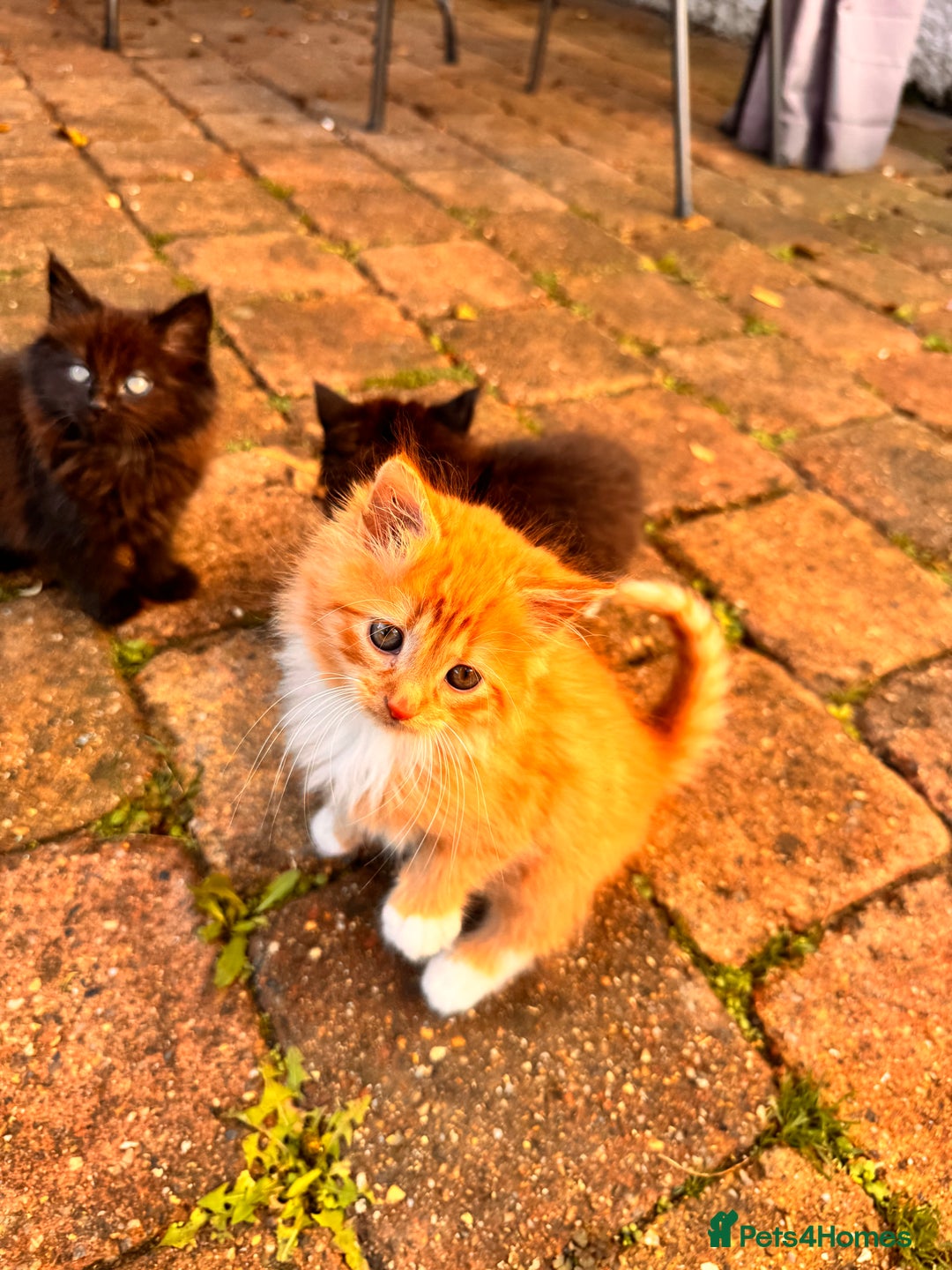 Mixed Breed cats for sale: two boys and a girl - Image 7