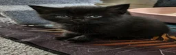 American Wirehair cats for sale: American wirehair/Long hair kittens for sale  - Advert 14