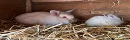 Mixed Breed rabbits for sale: Lion head x lops ready now  - Advert 4