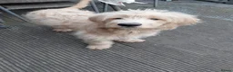 Double Doodle dogs for sale: Golden Mountain doodle  - Advert 10