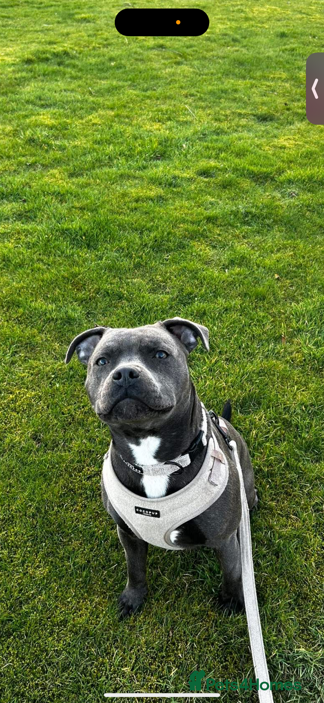 Staffordshire Bull Terrier dogs for sale: Stafford bull terrier pups - Image 4