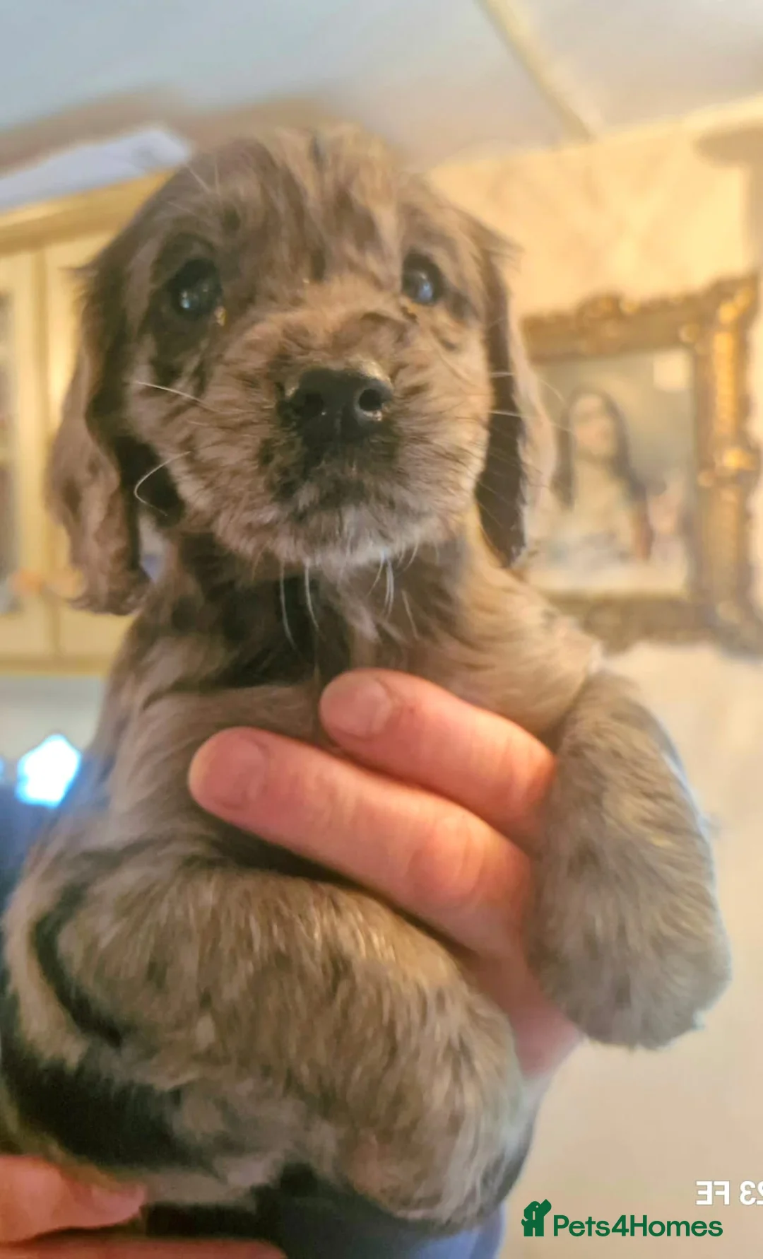 Cocker Spaniel dogs for sale: Mixed litter of Cocker Spaniel puppies  - Advert 19