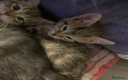 Munchkin cats for sale: Beautiful tabby kittens - Advert 3