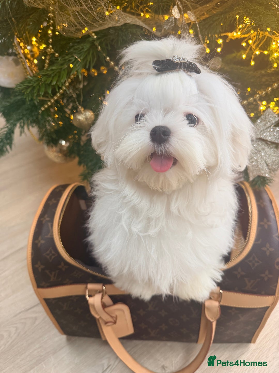 Maltese dogs for sale: Beautiful 6 month old Maltese Puppy Ready Now - Advert 6