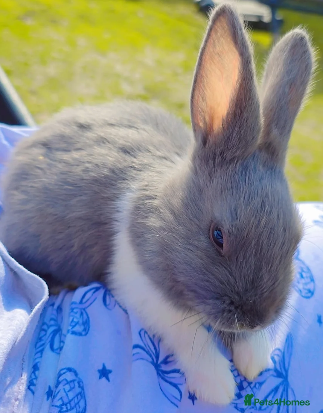 Alaska rabbits for sale: 8 Alaskan Rabbits - Advert 1
