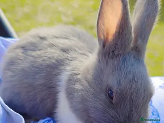 Alaska rabbits 8 Alaskan Rabbits - Advert 1