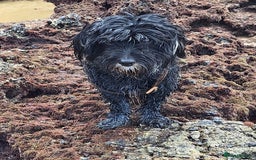 Miniature Dachshund dogs for adoption: Digby Dachshund Maltese Cross, aged 2 - Image 4