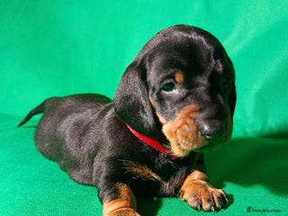 Dachshund dogs Champions Line Standard Dachshund - Advert 7