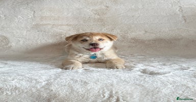 Chow Chow dogs - Advert 3