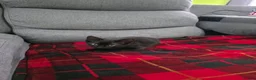 Mixed Breed cats for sale: Mix bread litter in Norwich - Advert 6