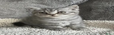 British Shorthair 2