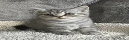 British Shorthair cats for sale: Lilac silver tabby kitten s  - Advert 6