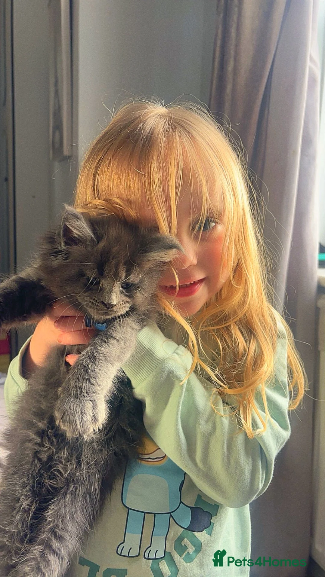 Maine Coon cats for sale: Maine coon  - Advert 2