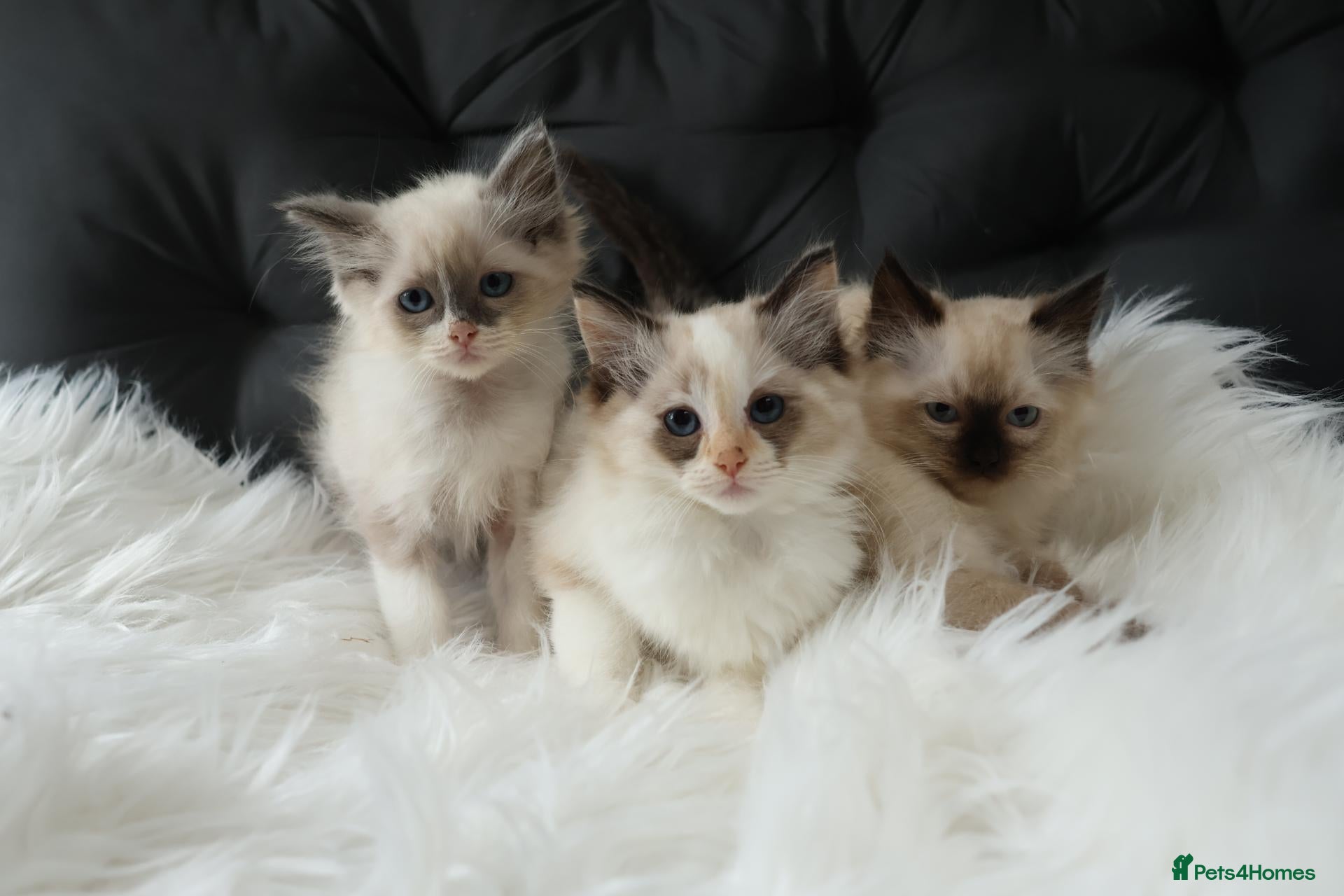 Ragdoll cats Gorgeous Ragdoll Babies - Advert 1