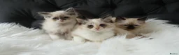 Ragdoll cats for sale: Gorgeous Ragdoll Babies - Advert 1