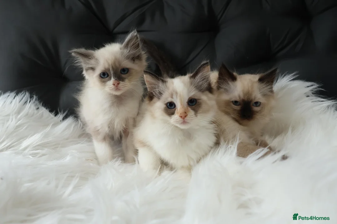 Ragdoll cats for sale: Gorgeous Ragdoll Babies - Advert 1