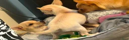Chihuahua dogs for sale: 2 beautiful pups for sale.  - Advert 6