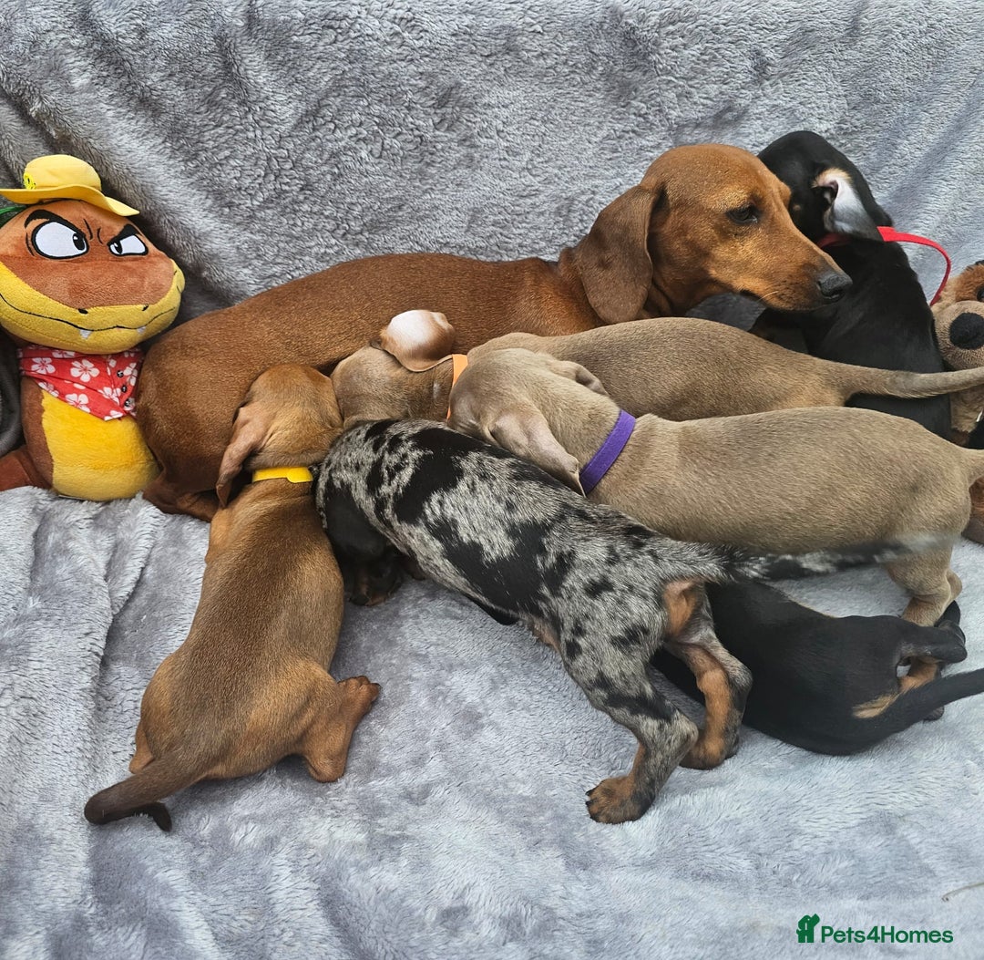 Dachshund dogs for sale: Brilliant Miniature Dachshund Puppies  - Image 4