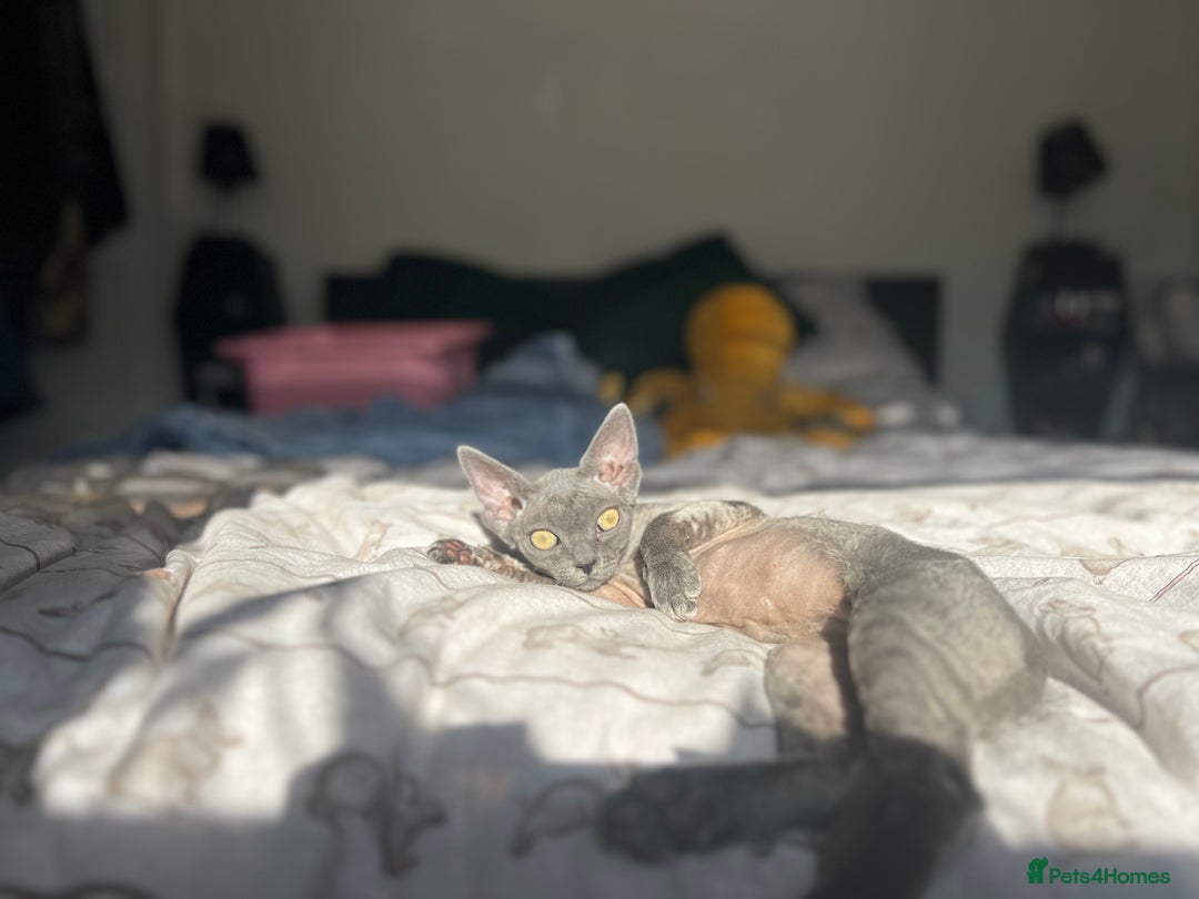 Mixed Breed cats for sale: TWO FEMALES NEED HOMES- Ragdoll mix and Devon Rex - Advert 10