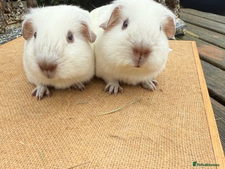 Guinea Pig rodents Pure bred California & Swiss guineapigs - Advert 12