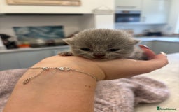 British Shorthair cats for sale: BSH kittens for sale from KC&Pedigree reg parents - Image 14
