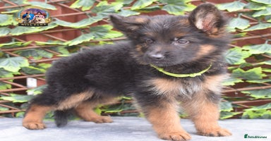 German Shepherd dogs - Advert 2