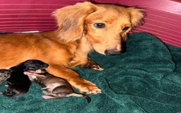 Dachshund dogs for sale: Miniature dachshunds for sale  - Image 5