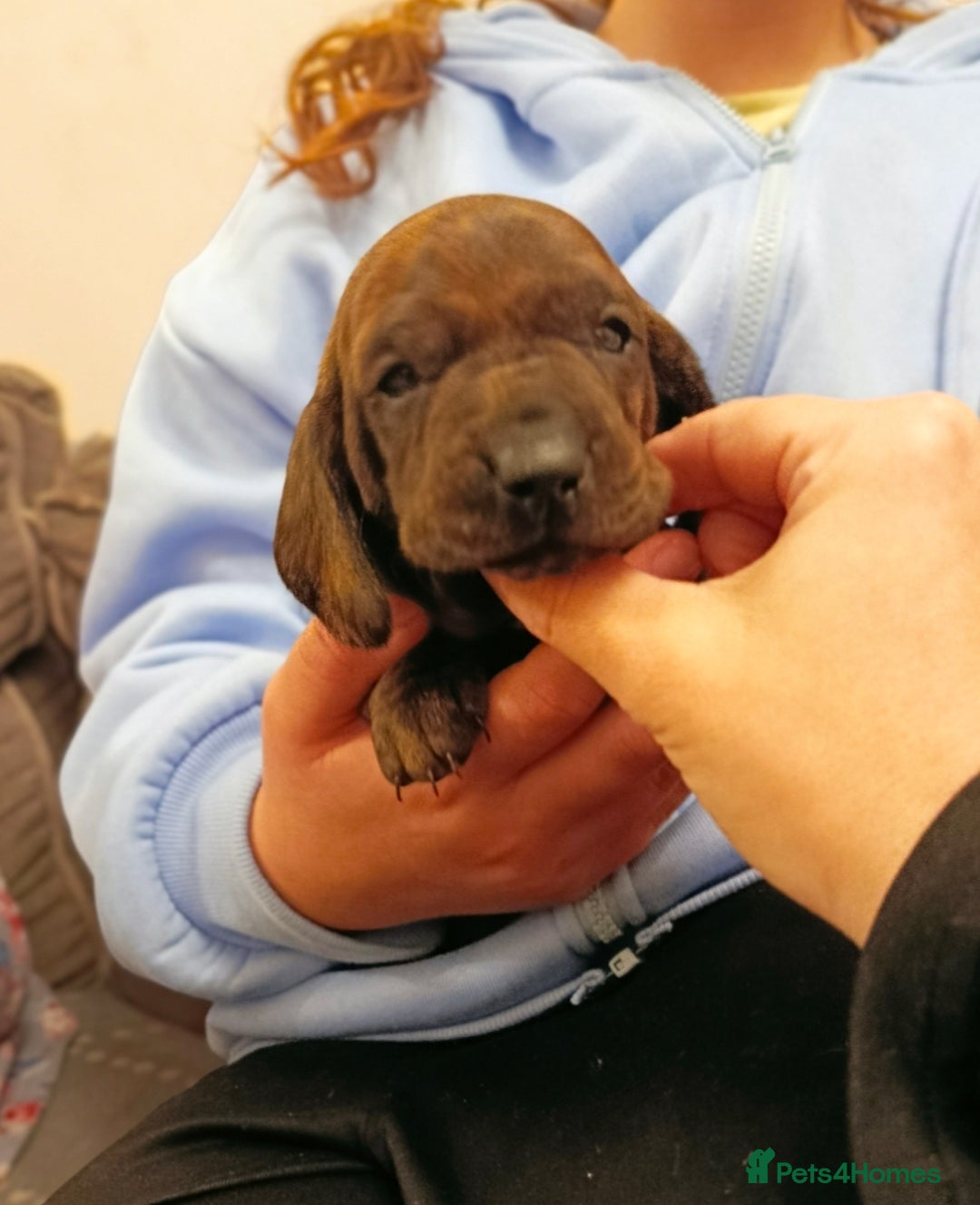 Dachshund dogs for sale: Champions Line/Show Quality Standard Dachshund - Advert 20