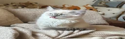 Ragdoll cats for sale: 3/4 RAGDOLL RE-ADVERTISED DUE TO TIME WASTERS - Advert 34
