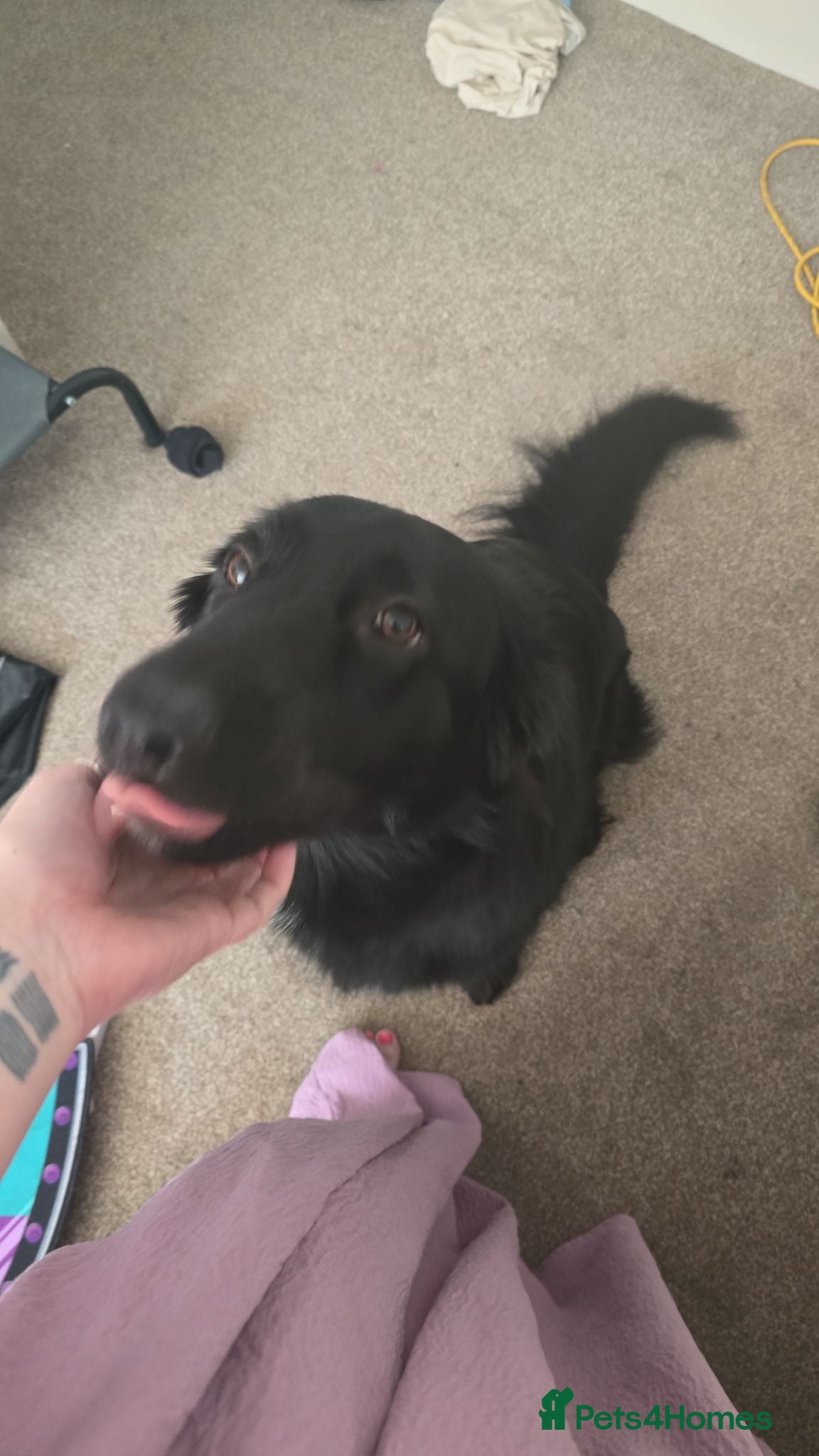 German Shepherd dogs Urgent rehoming!!!! Black german shepherd girl - Advert 7