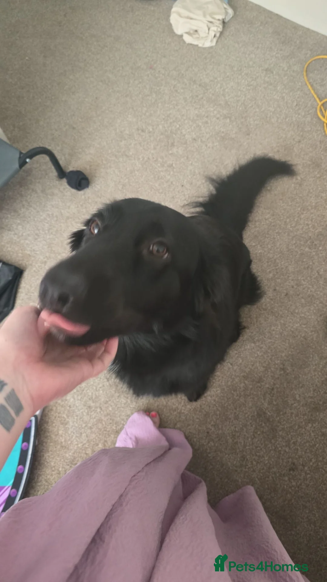 German Shepherd dogs for sale: Urgent rehoming!!!! Black german shepherd girl - Advert 1