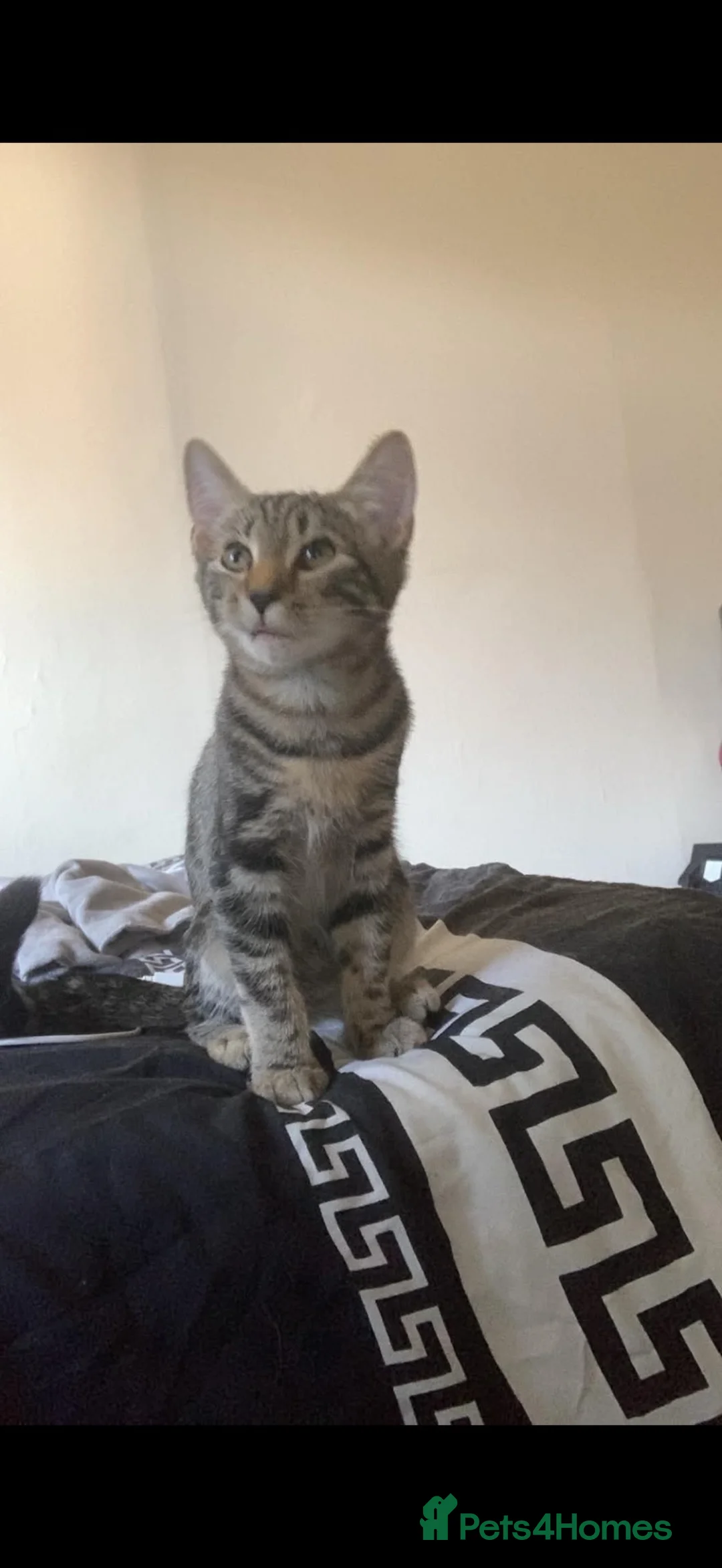 Bengal cats for sale: Bengal kittens  - Advert 6