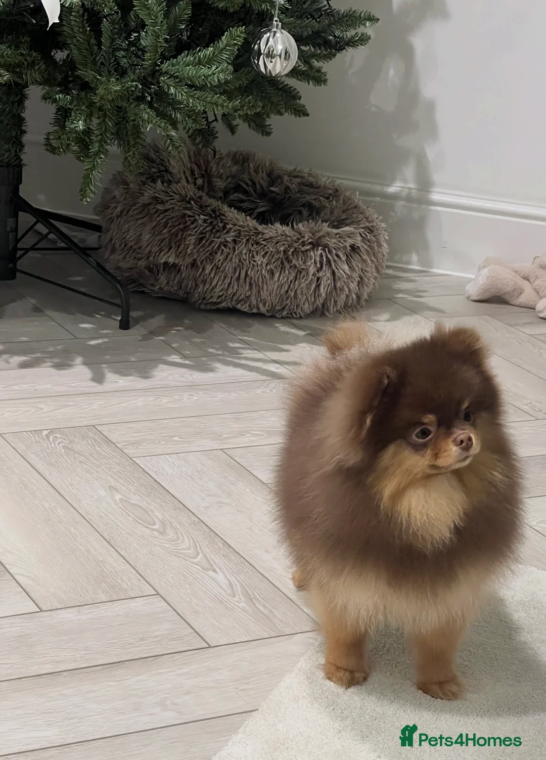 Pomeranian dogs for stud: Tiny Chocolate and Tan Pomeranian  - Advert 2