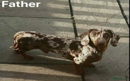 Dachshund dogs for sale: Beautiful Dachshund Puppies 🤩 - Image 10